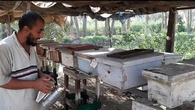 هيئة سلامة الغذاء: مناحل العسل لا تخضع لأي رقابة