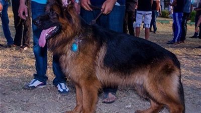 عشان متتعرضش للحبس أو الغرامة.. ننشر خطوات الحصول على رخصة كلب 2021