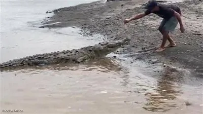 دليل سياحي يستعرض مواهبه مع تماسيح عملاقة