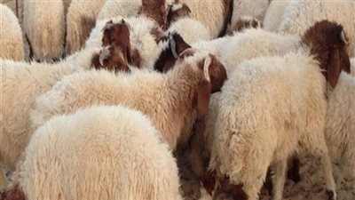 الإفتاء والأورمان يطلقان حملة 