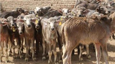 رئيس قطاع الثروة الحيوانية يوضح تفاصيل تمويل ودعم مشروع البتلو (فيديو)