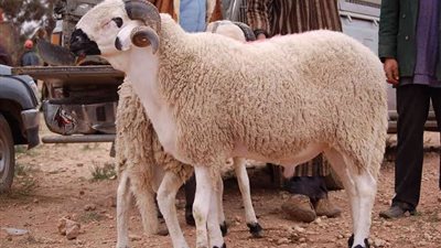 قبل الشراء.. 6 صفات يجب أن تتوفر في الأضحية 