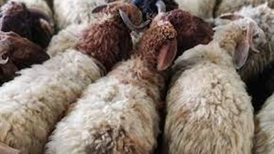 مع اقتراب العيد..الزراعة تكشف كيفية شراء أضحية سليمة 