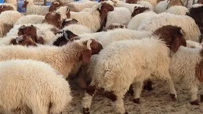 وزارة التموين تطرح خراف الأضاحي بالتقسيط على 6 أشهر 