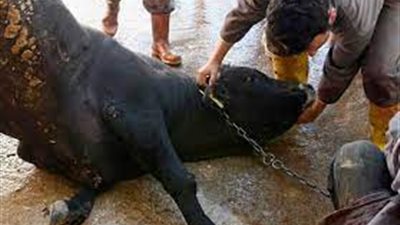 نقيب الجزارين يعلن أسعار ذبح الأضحية خارج المجازر 