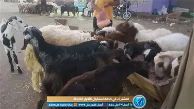  تاجرغنم بالفيوم يوضح 7  أشياء يجب معرفتها جيدا قبل شراء الأضحية السليمة (صور) 
