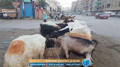 ركود في سوق الأضاحي بالفيوم بسبب ارتفاع الأسعار (فيديو)