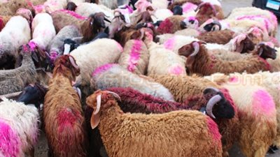 وزارة التموين: 39 شادرًا لبيع الخراف الحية بسعر 65 جنيها للكيلو
