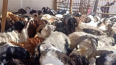 أضاحي اللحظات الأخيرة تنعش أسواق الماشية بالبحر الأحمر (صور)