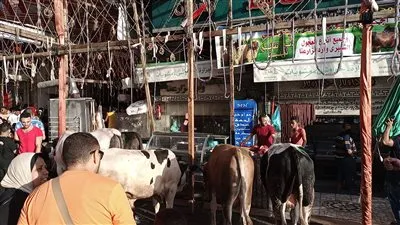 إقبال كبير على محلات الجزارة في الإسكندرية (صور)