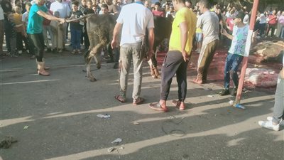 ذبح الأضاحي بالأحياء وأمام العمارات بشوارع بورسعيد (صور)