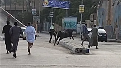 ربع ساعة مطاردة.. عجل يهرب قبل ذبحه وسط ذعر الأهالي في قنا (فيديو)