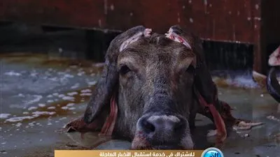 صالات كبرى وتعقيم وذبح نظيف.. 