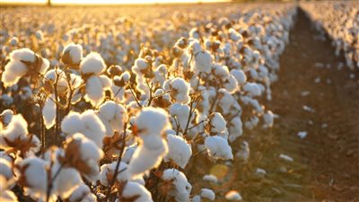 الزراعة تتابع محصول القطن والذرة الشامية بأسيوط في أول أيام عيد الأضحي