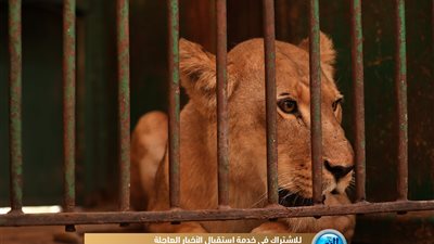 من جديد.. حديقة الحيوان تستقبل الزائرين (صور)