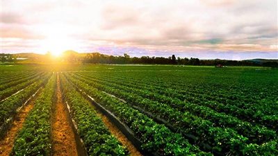 مصيلحي: 92% من أراضي الدلتا الجديدة صالحة للزراعة (فيديو)