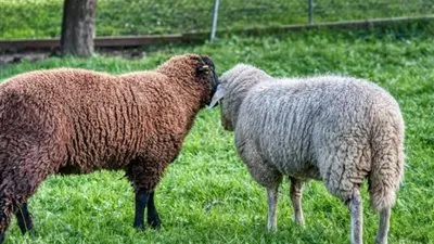 لا فرحة وبطون خاوية .. هكذا استقبل اللبنانيون عيد الأضحى ٢٠٢١ 