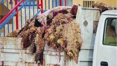 هيئة نظافة القاهرة: أزلنا 18 ألف طن مخلفات يوميًا خلال العيد (فيديو)