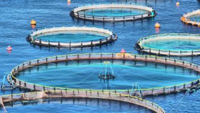 برلمانية: قانون حماية وتنمية البحيرات يحافظ على الثروة السمكية 