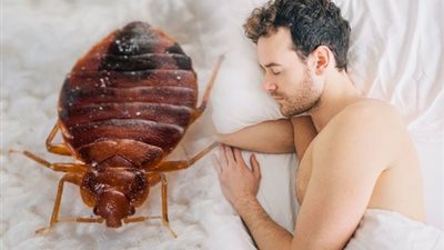 استشاري مناعة حشرة الفراش بالمنال التي بها حيوان وسوء تهوية (فيديو)