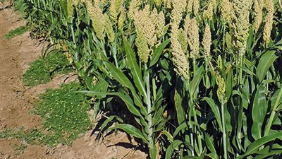 الزراعة توصي مزارعي الذرة الرفيعة بعدم الري خلال وقت الظهيرة 