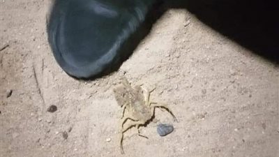 بسبب الحرارة.. العقارب تظهر بالمناطق الصحراوية في البحر الأحمر (صور)
