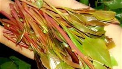 التحقيق مع راكب يمني حاول تهريب 55 كيلو القات بمطار القاهرة 