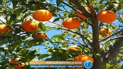 الزراعة الأمريكية: مصر تتصدر صادرات البرتقال بـ ١.٥ مليون طن (فيديو)