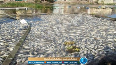 رئيس الثروة السمكية يكشف سر 