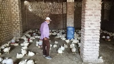 ضبط 7 مزارع دواجن 