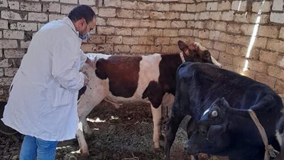 تحصين 88 ألف رأس ماشية ضد الحمى والوادي المتصدع بالفيوم (صور)