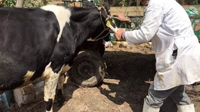 عاجل.. حقيقةً انتشار مرض حمى الوادي المتصدع بين الماشية
