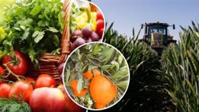 حسام موافي يحذر من تناول بعض الأطعمة