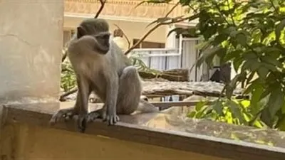 حارس عقار يكشف مفاجأة عن قرود حدائق الأهرام