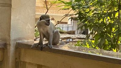 القصة الكاملة لانتشار القرود في حدائق الأهرام