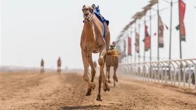 80 مليونًا.. قيمة أكثر من 600 صفقة في مهرجان ولي العهد للهجن 