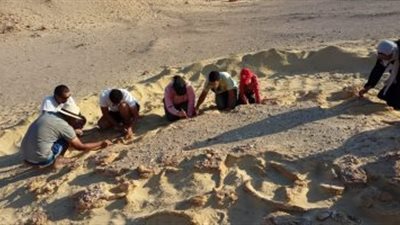 8 معلومات عن تدريب الكوادر الشابة لاستخراج الحفريات 