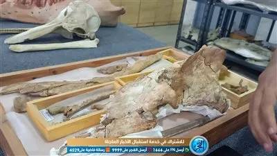 خاص| تفاصيل الاكتشاف النادر لحوت برمائي عمره 43 مليون عام (فيديو وصور)