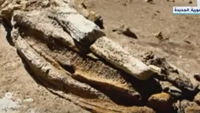 بعد اكتشاف حوت برمائي.. مركز الحفريات: انتظروا اكتشافات جديدة (فيديو)