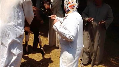محافظ أسوان يتابع حملات الطب البيطري لمجابهة إنفلونزا الطيور 