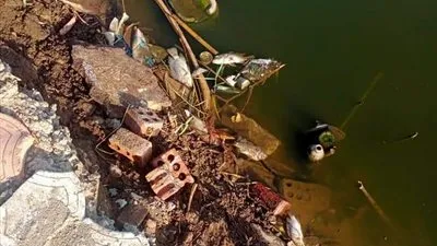 نفوق كميات من الأسماك في ترعة بالمنوفية.. والأهالي: الصرف الصحي السبب