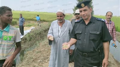 محافظ بورسعيد يفتتح موسم حصاد الأرز بمنطقة سهل الطينة (فيديو وصور)