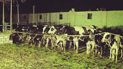 ضبط تشكيل عصابي لسرقة الماشية بدمياط 