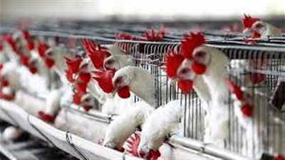 الزراعة: حققنا الاكتفاء الذاتي من الدواجن ونصدر للخارج (فيديو)