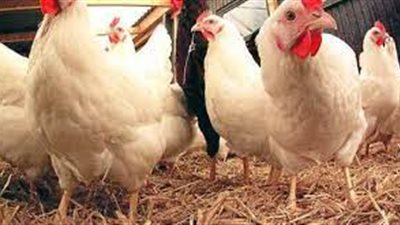 سعر البانية 65 جنيها.. ما تريد معرفته حول بورصة الدواجن الرئيسية اليوم الأربعاء 1-9-2021