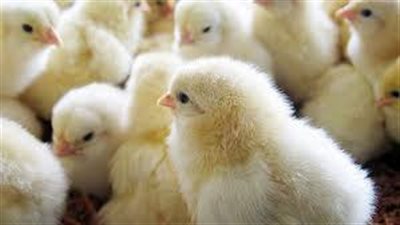 سعر الكتكوت الأبيض عمر يوم في البورصة (اعرف التفاصيل)