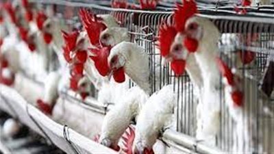 أسعار الدواجن اليوم الخميس 2 سبتمبر 2021