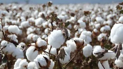 القطن المصري ينافس 