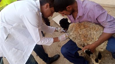 علاج 560 حيوانا بقافلة بيطرية في سوهاج (صور)