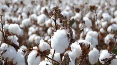 قطاع الأعمال: بيع 983 قنطار قطن في أحدث المزادات بالفيوم